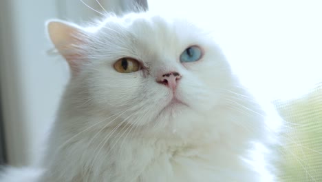 domestic cat with complete heterochromia. white cat with different colored eyes is sitting by the window.