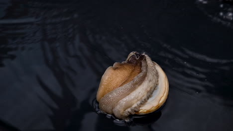 Single-abalone-lying-on-its-back-flips-over-using-strong-foot