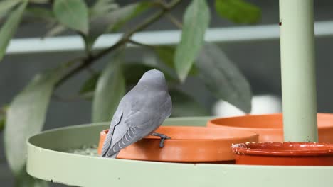 un pájaro comiendo de un alimentador