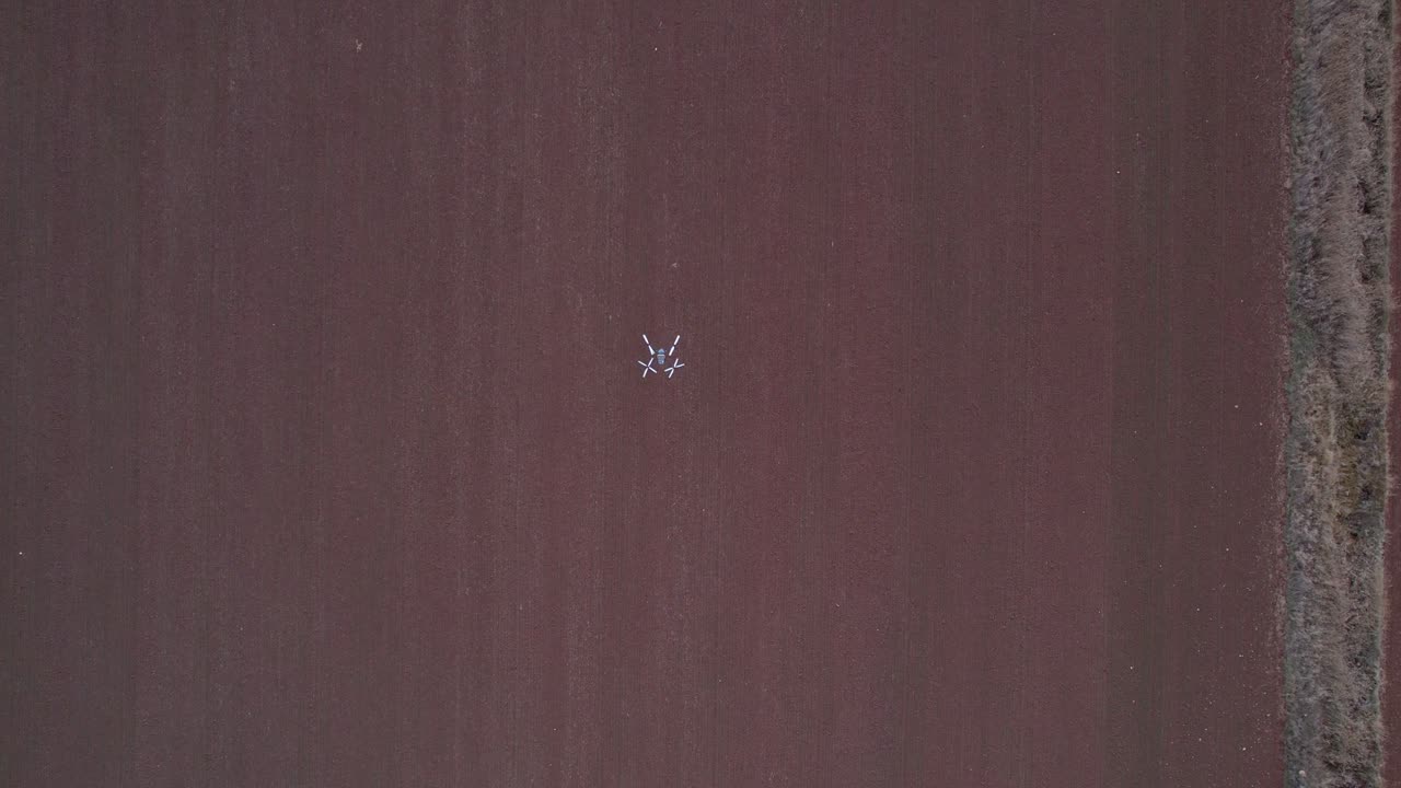 Stigende oversiktsbilde fra luften av en brun hveteåker med en landbruksdrone som utfører vedlikeholdsoppgaver.