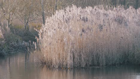 sunrise over a pond with white flowers