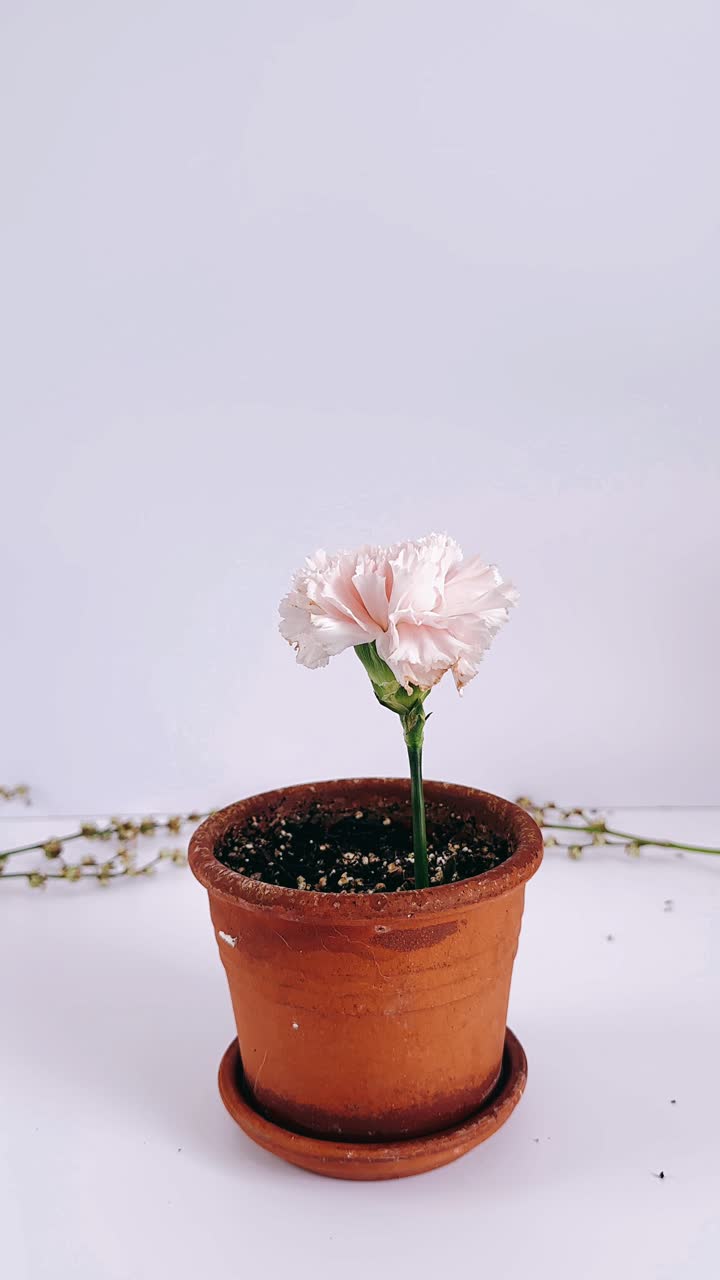 clavel rosa en una olla de terracota