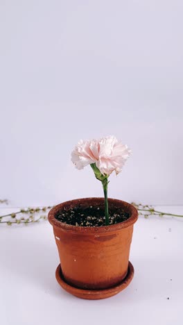 clavel rosa en una olla de terracota