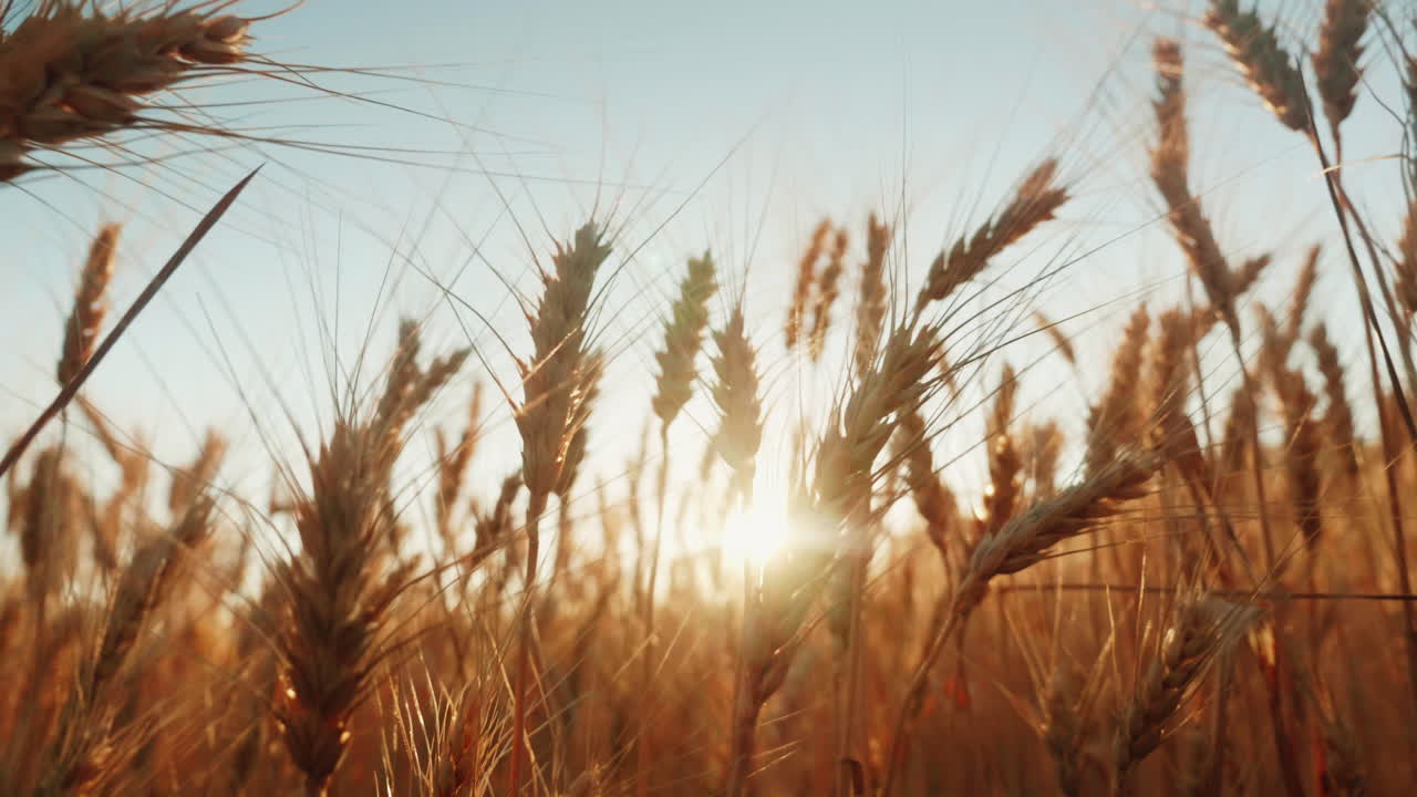 Spikelets Of Wheat At Sunset