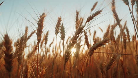 Spikelets-Of-Wheat-At-Sunset