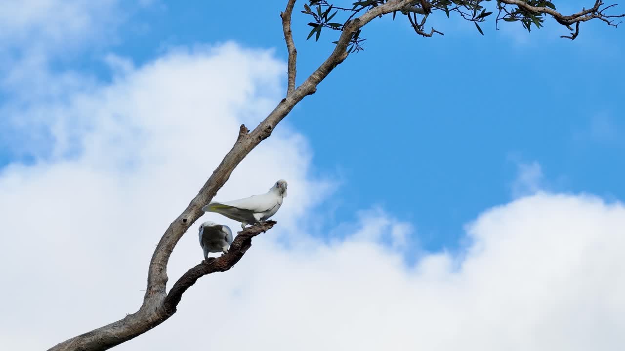 Two cockatoos rest on a tree branch against a bright blue sky in Gold Coast, Australia. The scene captures natural tranquility