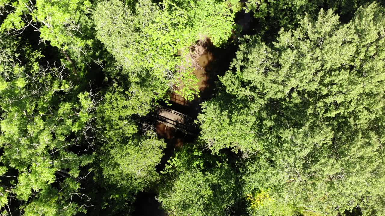 Overhead aerial shot of lush green forest in sunlight, downward motion