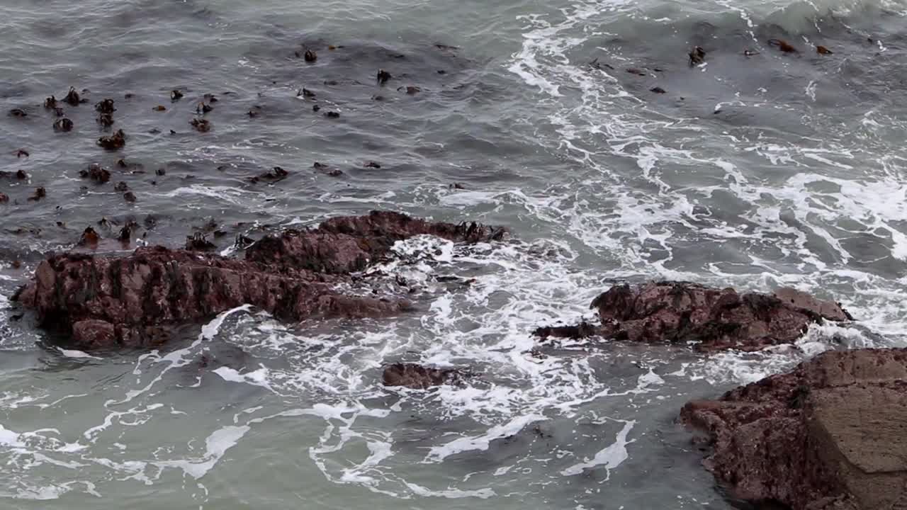 algas y olas. canal de bristol. devon inglaterra. reino unido