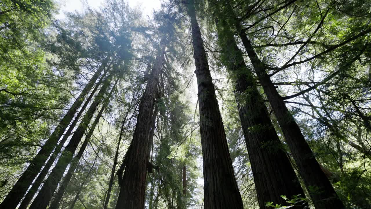 Alberi alti in una foresta verde in California.