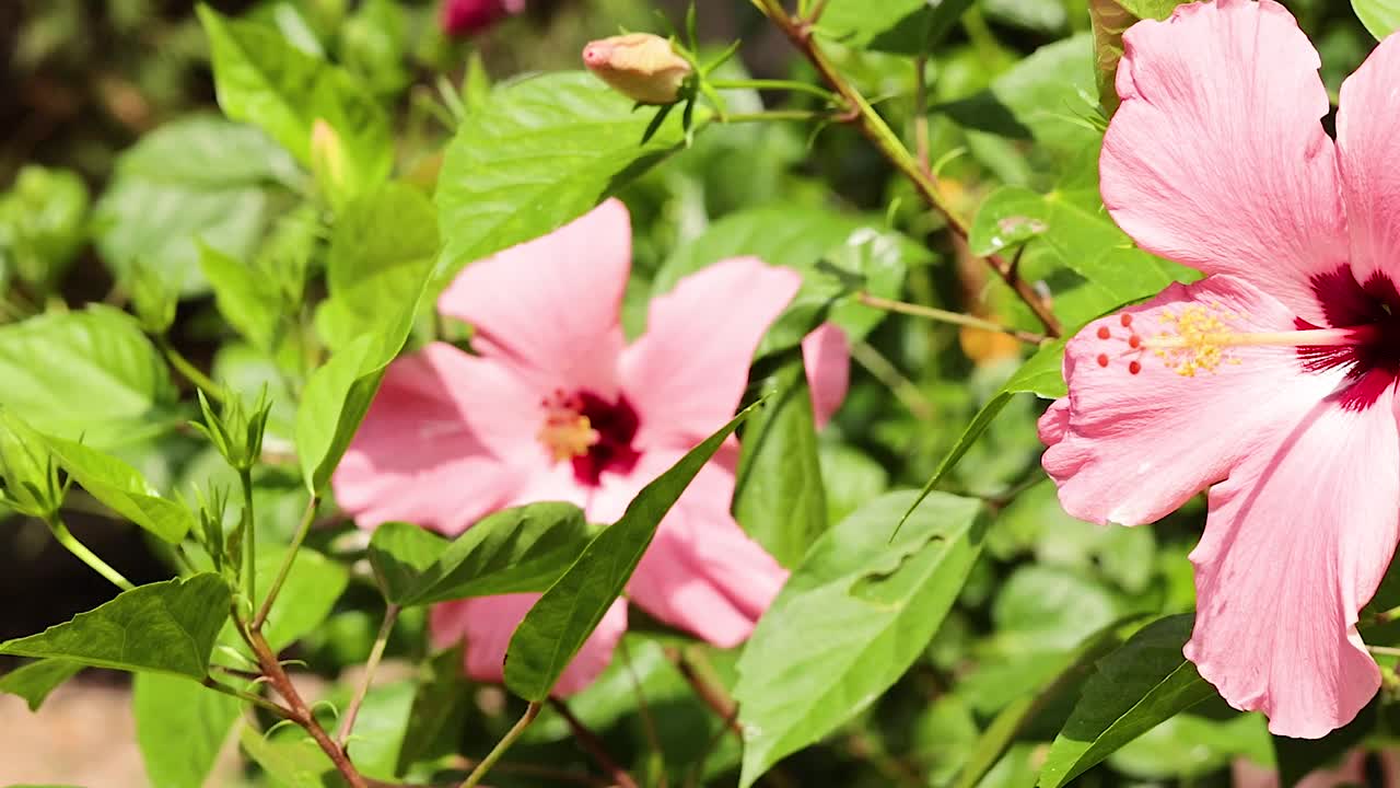 Vibrant pink hibiscus flowers surrounded by lush green leaves in a sunny garden setting.