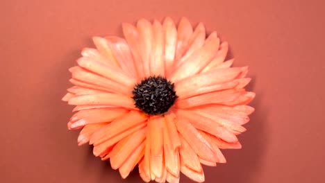 beautiful red daisy flower slowly spinning on a rotating brown background.