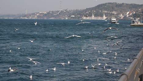 las gaviotas sobre el bósforo