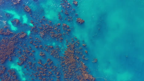 Bosque-De-Algas-Marinas-En-Sudáfrica,-Hábitat-Natural-Para-Focas,-Disparo-Aéreo-De-Drones