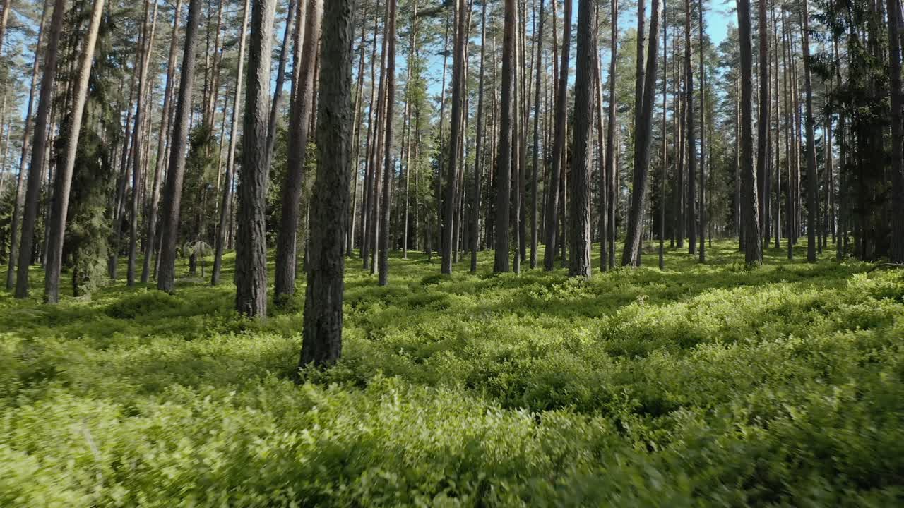 Drone Flies Low Between Forest Trees At Sunset
