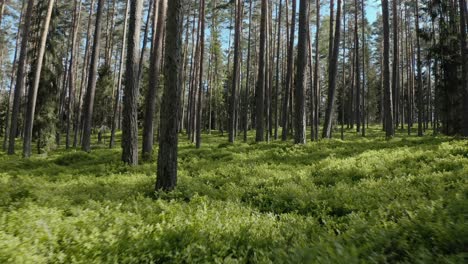 drone flies low between forest trees at sunset