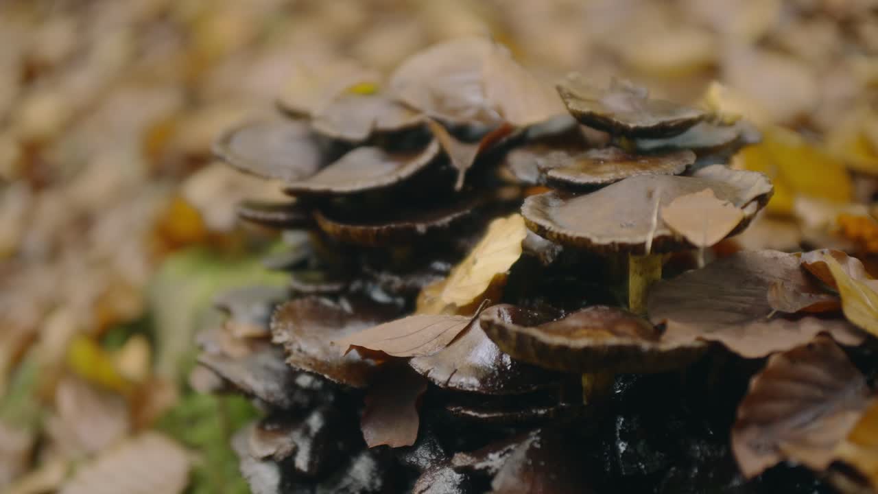 Cluster of Mushrooms on Forest Floor in Autumn