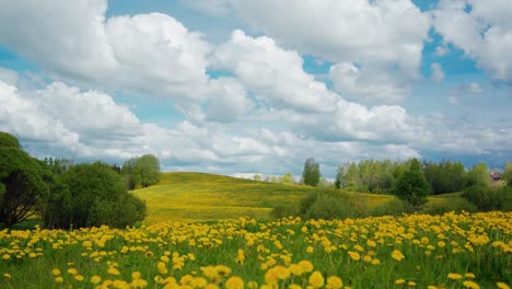 Löwenzahnwiese-Bei-Sonnigem-Frühlingswetter.-Wolken-Ziehen