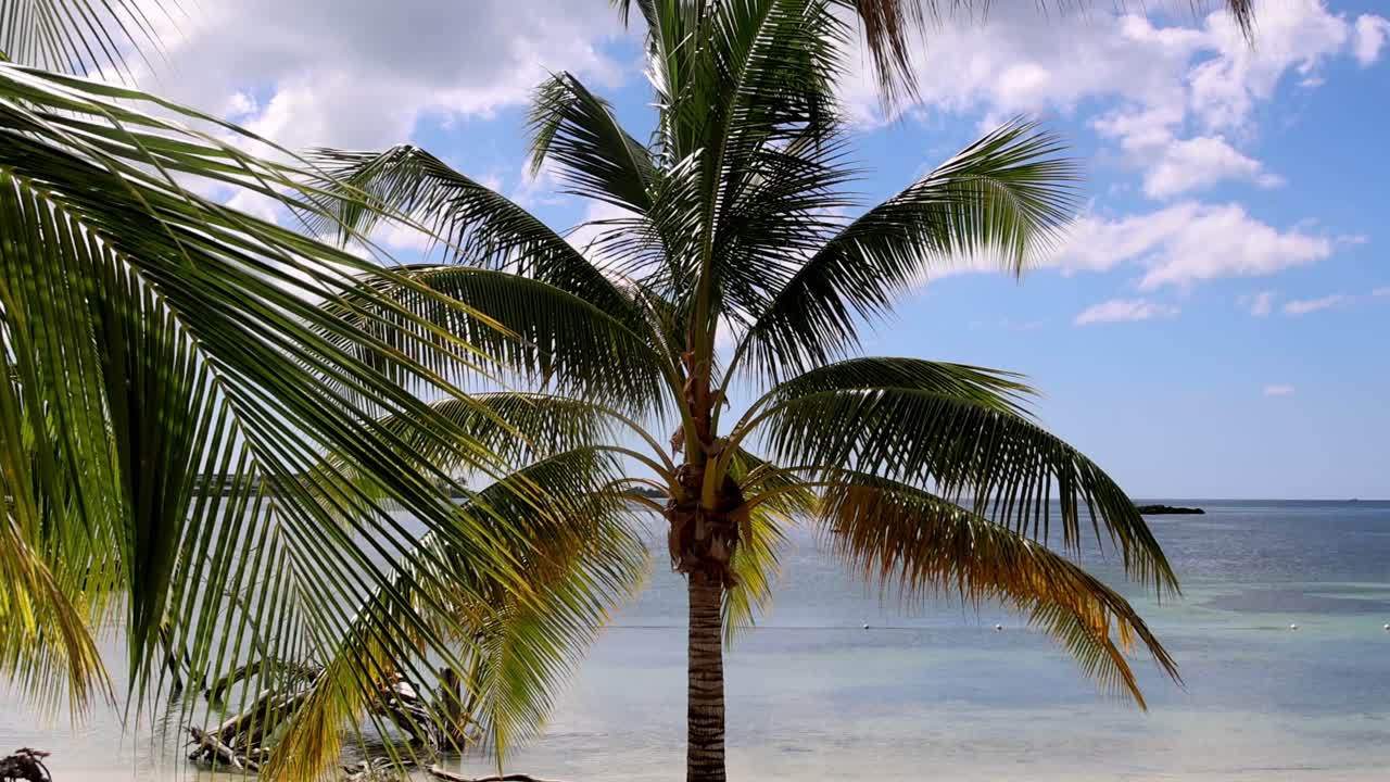 자메이카, 카리브해, 중미에 있는 블루 마운틴