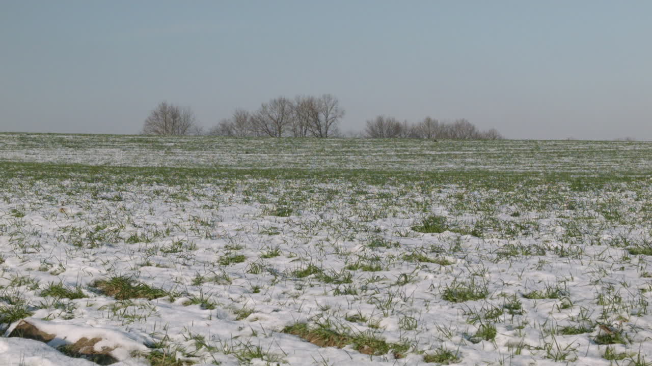 campiña belga en invierno con nieve derretida y hierba verde con árboles en el horizonte