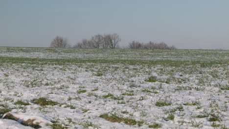 belgian countryside in winter with melting snow and green grass with trees at the horizon