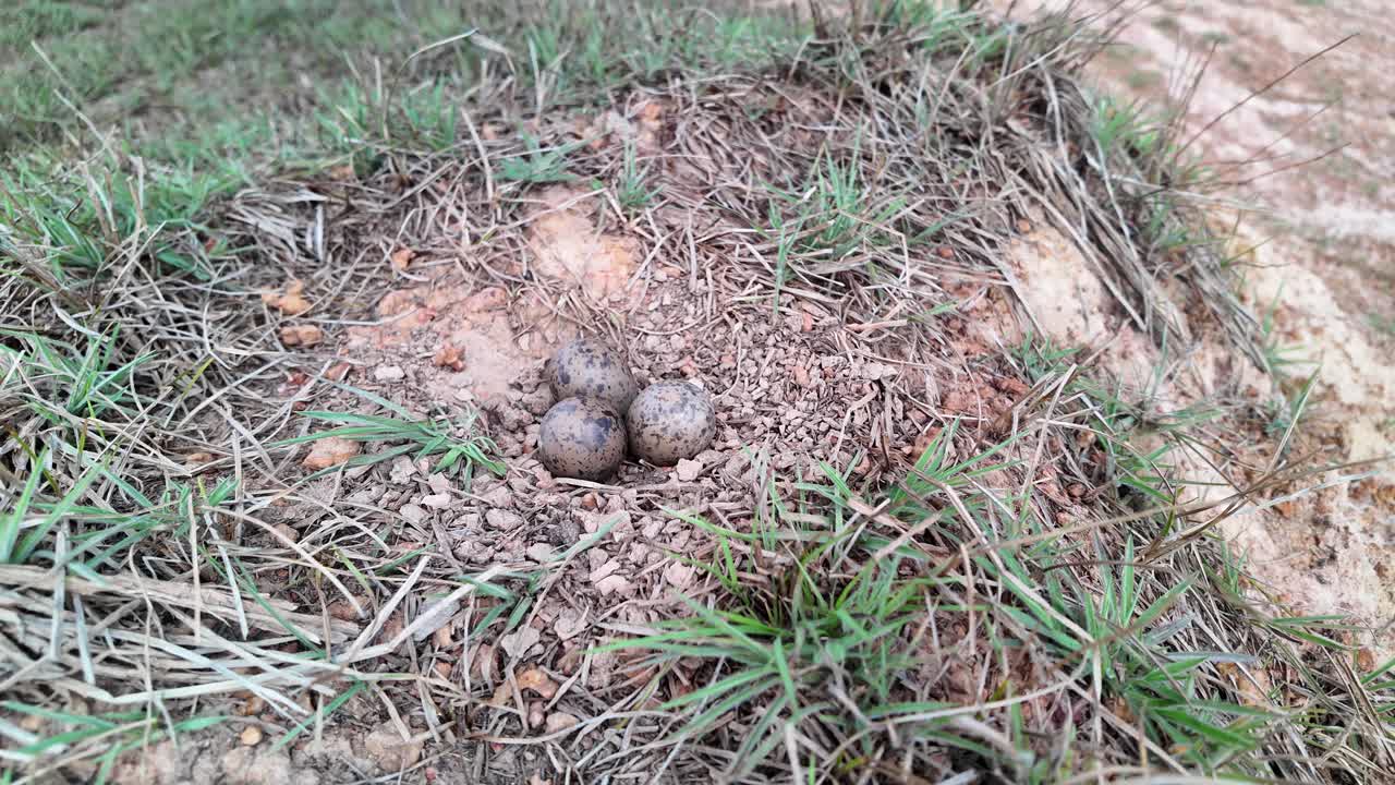 An intimate view of three camouflaged southern lapwing eggs, nestled in the dry ground, representing the fragility and resilience of new beginnings in the wild