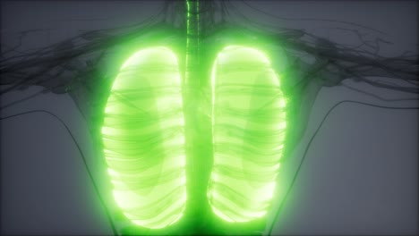 Examen-De-Radiología-De-Pulmones-Humanos