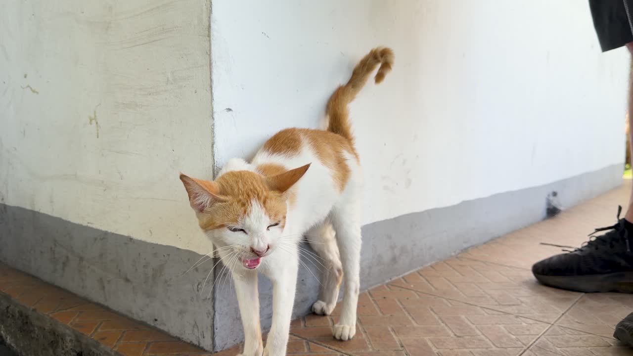 A ginger and white stray cat stands outdoors meowing near a white wall in Manila