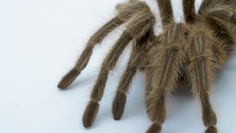 la tarántula se acurruca a la defensiva apretando las piernas hasta el abdomen mientras está en un estudio de fondo blanco