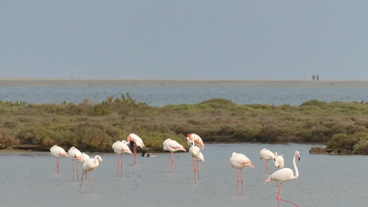 flamencos y otras aves acuáticas en el delta del ebro