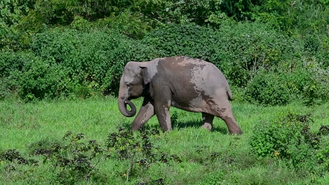 los elefantes asiáticos son especies en peligro de extinción y también son residentes de tailandia