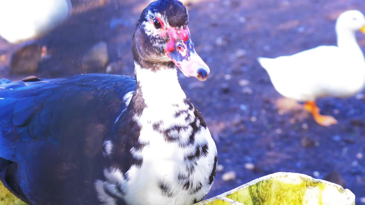 Muscovy domestic duck drinking water from a yellow water trough at the farm.
