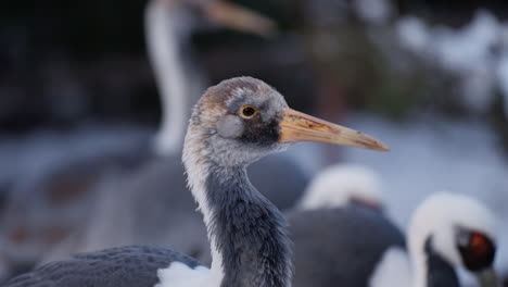 head close-up of white-naped crane blinking outdoors in the wild