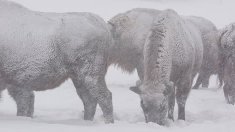 Grupo-De-Bisontes-Europeos-De-Pie-En-Un-Campo-Nevado-Mientras-La-Nieve-Cae,-Teleobjetivo