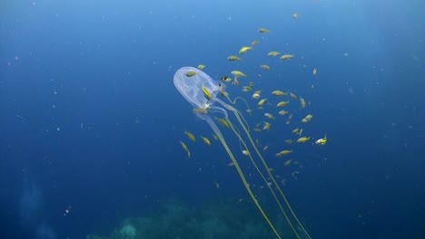 box jellyfish at koh tao-6