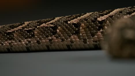 serpiente de boca de algodón usando la escala para arrastrarse detalles macro - estudio