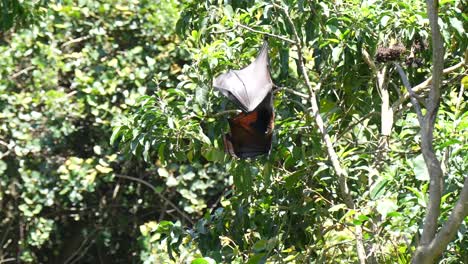 SLOW-MOTION-Flying-fox-hanging-in-tree-in-jungle