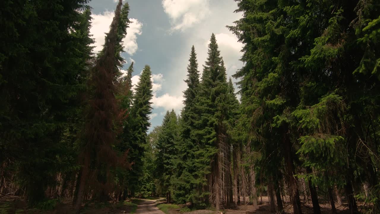 Pan from bottom to top of fir trees in the forest on a sunny day