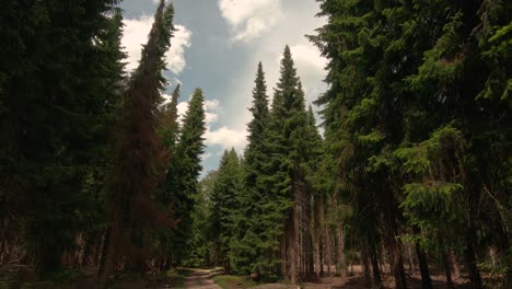 Cacerola-De-Abajo-Hacia-Arriba-De-Los-Abetos-En-El-Bosque-En-Un-Día-Soleado