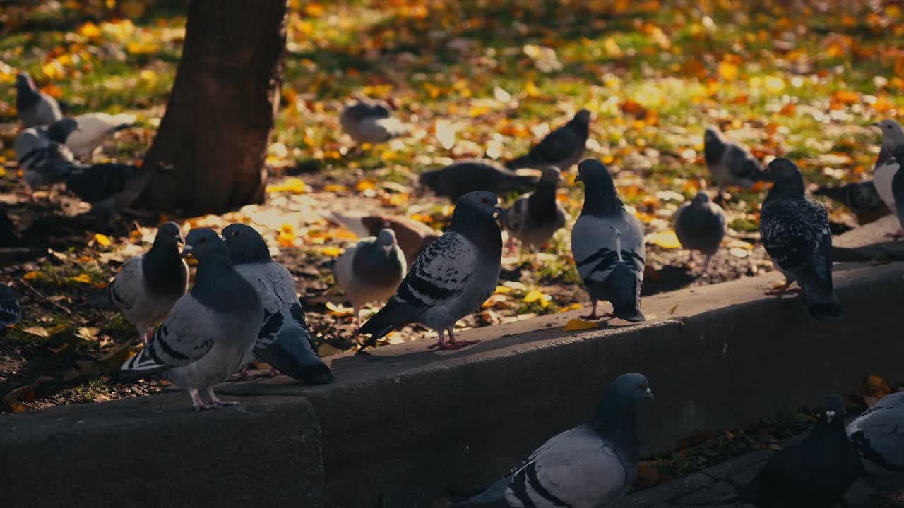 Flock of urban pigeons foraging amid fallen autumn leaves in city park