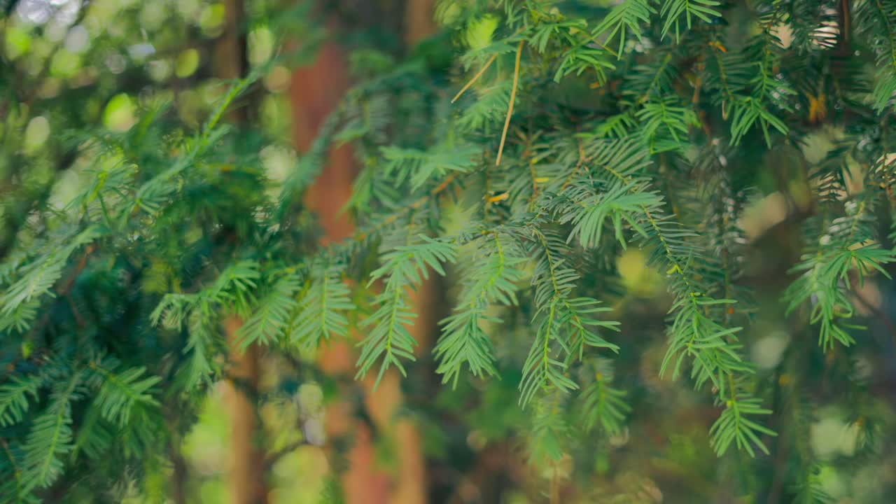 Primo piano di un ramo di tasso inglese sempreverde con un bagliore solare in un parco, a mezzogiorno di una giornata di sole, al rallentatore.