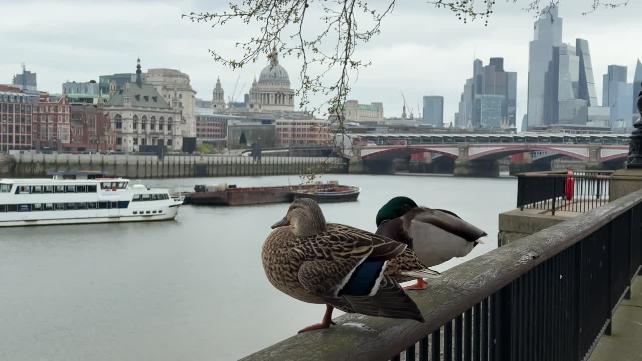 Two mallard ducks perch on a railing overlooking the River Thames with St Paul's Cathedral and the London skyline in the background on a cloudy day