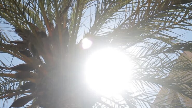Palm tree with sunlight