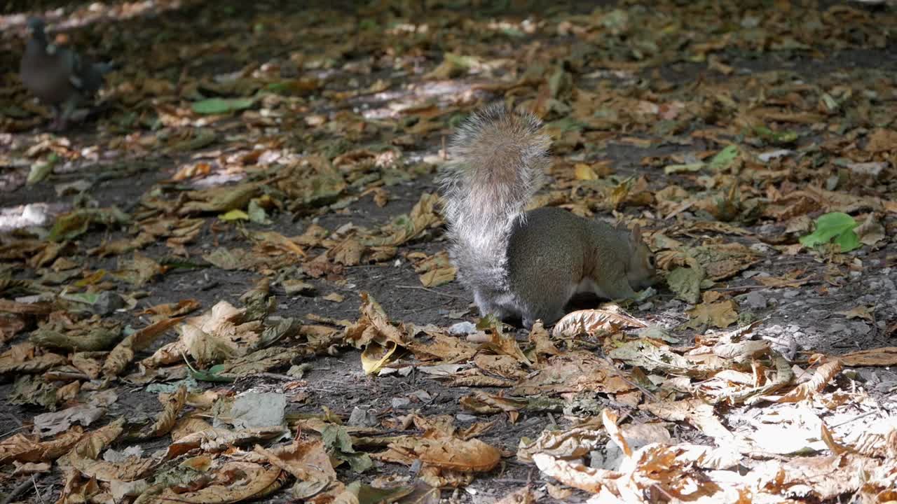 먹이를 찾아 회색 다람쥐의 클로즈업