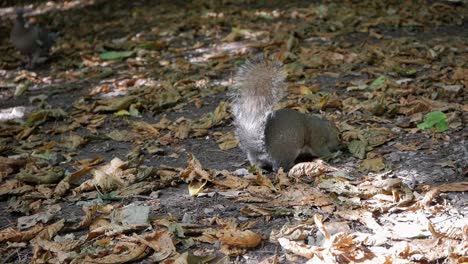 primer plano de ardilla gris en busca de comida