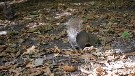 close-up of gray squirrel in search for food