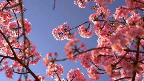 handheld view looking up at kawazu sakura cherry blossom tree against blue sky