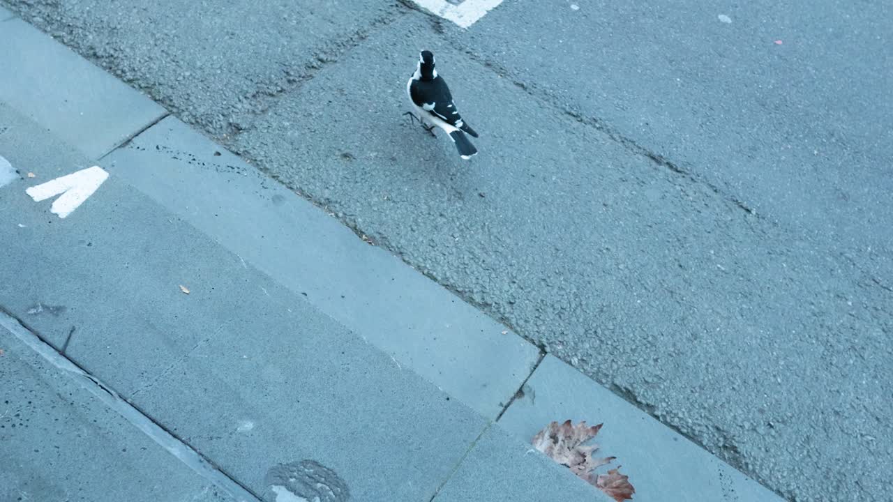 빛이 비치는 멜버른 산책로를 따라 산책하는 마그피는 그림자를 던지고 도시 환경과 상호 작용합니다.