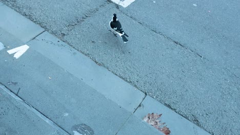 a magpie walks along a sunlit melbourne sidewalk, casting shadows and interacting with the urban environment