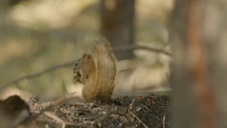 Süßes-Eichhörnchen-Mit-Flauschigem-Schwanz-Im-Wald,-Das-Nüsse-Knabbert