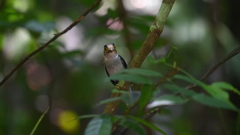 Perched-on-the-side-of-an-upward-branch-this-Silver-breasted-Broadbill-looks-around-with-something-in-his-beak